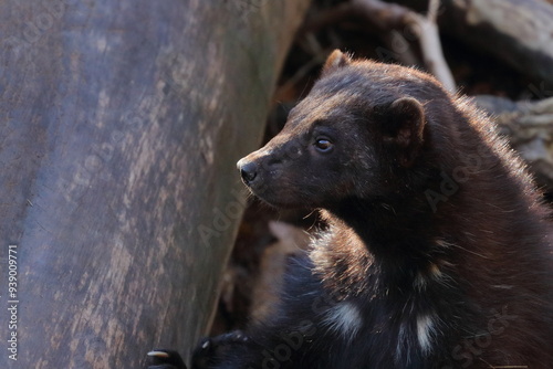 wolverine