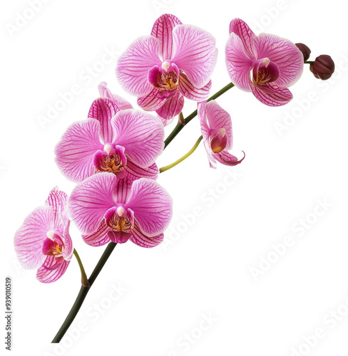 PNG Beautiful pink orchids blooming gracefully