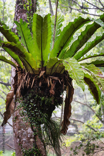Lush Bird's Nest Fern Growing on Tree