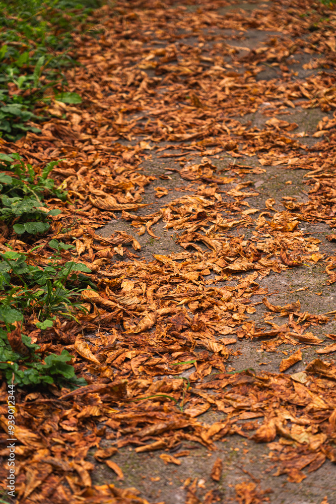 A tranquil path covered with golden autumn leaves in a serene forest park during late afternoon A tranquil path covered with golden autumn leaves in a serene forest park during late afternoon