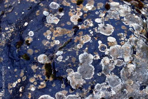 Lichens crustose on a limes...