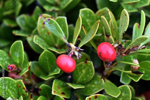 Leaves and red fruits of Ar...
