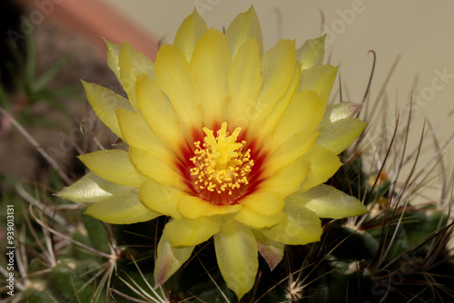 Bright yellow blooming cactus flower in Italy photo