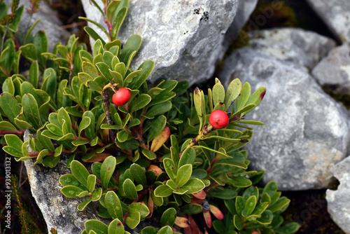 Leaves and red fruits of Ar...