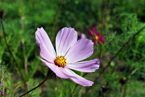 Canvas Print Pink flowers of the garden cosmos (Cosmos bipinnatus)