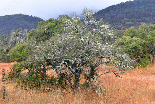 Oak covered with oakmoss lichen (Evernia prunastri) photo