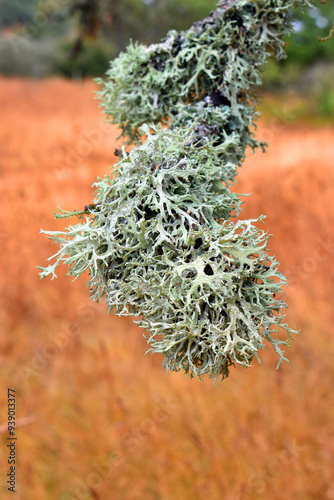 Oakmoss lichen (Evernia prunastri) covering the branch of an oak tree photo