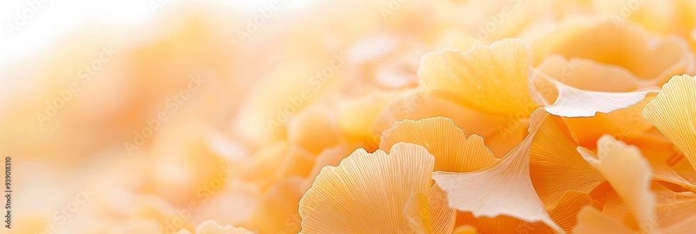 yellow autumn leaves yellow autumn leaves