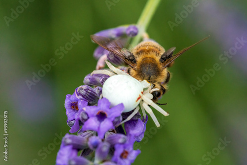 A crab spider hunt and kill a bee at a green garden summer environment photo