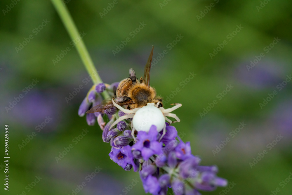 A crab spider hunt and kill a bee at a green garden summer environment A crab spider hunt and kill a bee at a green garden summer environment