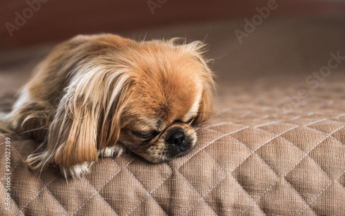 Little cute and sad dog at home waiting his owner . Doggo lifestyle, adoption concept photo