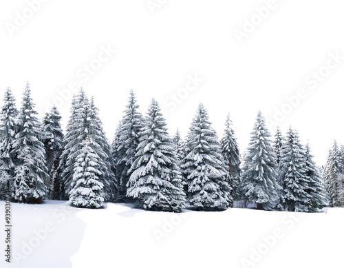 snow covered pine trees