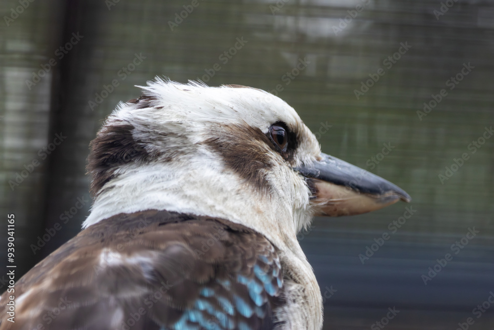 Fototapeta premium Laughing Kookaburra (Dacelo novaeguineae) – Commonly found in eucalyptus forests, woodlands, and urban areas across eastern Australia.