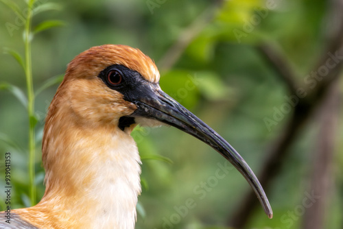 Black-faced Ibis (Theristicus melanopis) – Commonly found in grasslands, wetlands, and agricultural areas in southern South America. photo