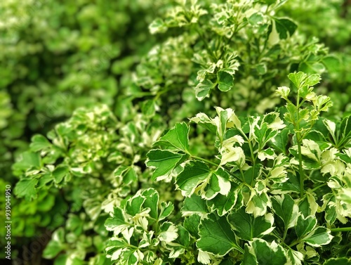 close up of green leaves plant