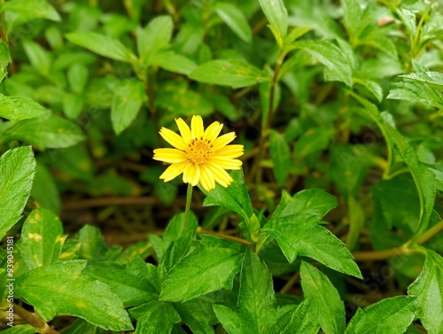 Little yellow flower in garden