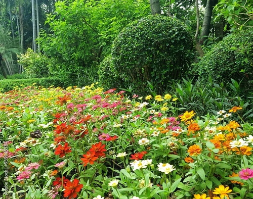 Colorful flowers field in garden