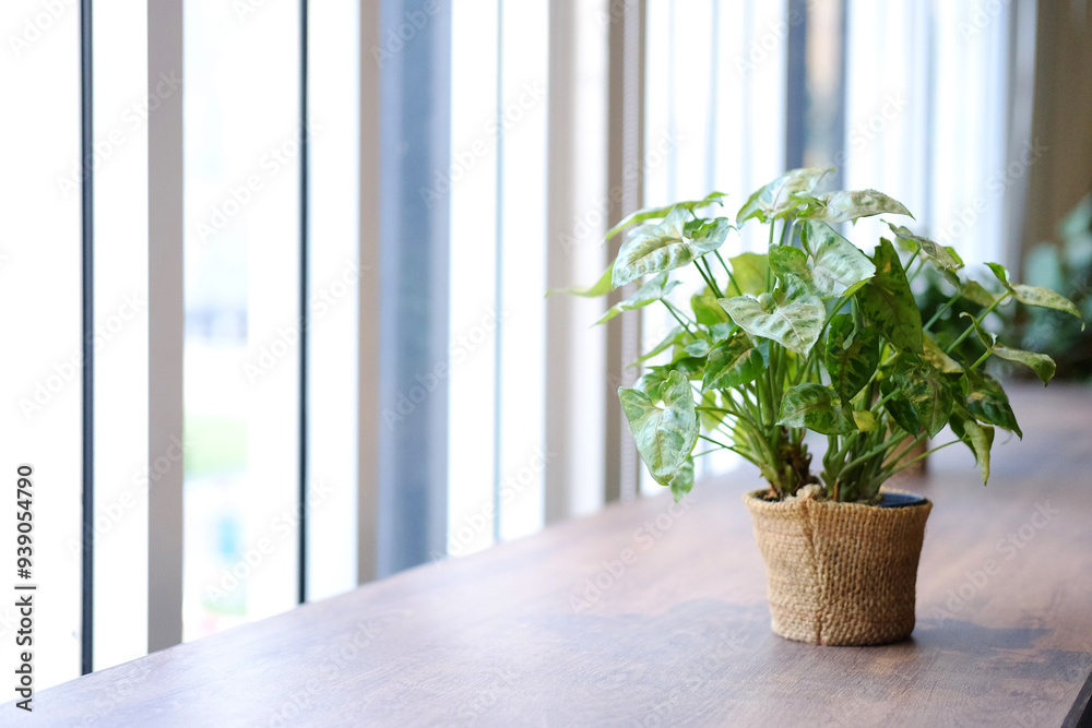 Fresh Nephthytis plant in a pot decorated on wooden table near glass window in cafe and modern office. Copy space Fresh Nephthytis plant in a pot decorated on wooden table near glass window in cafe and modern office. Copy space
