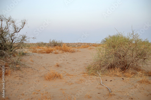 sandy landscape with small sandy vegetation . evening time