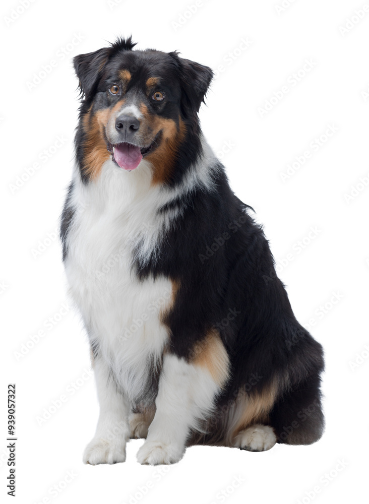 Cute Australian Sheperd sitting and posing Cute Australian Sheperd sitting and posing