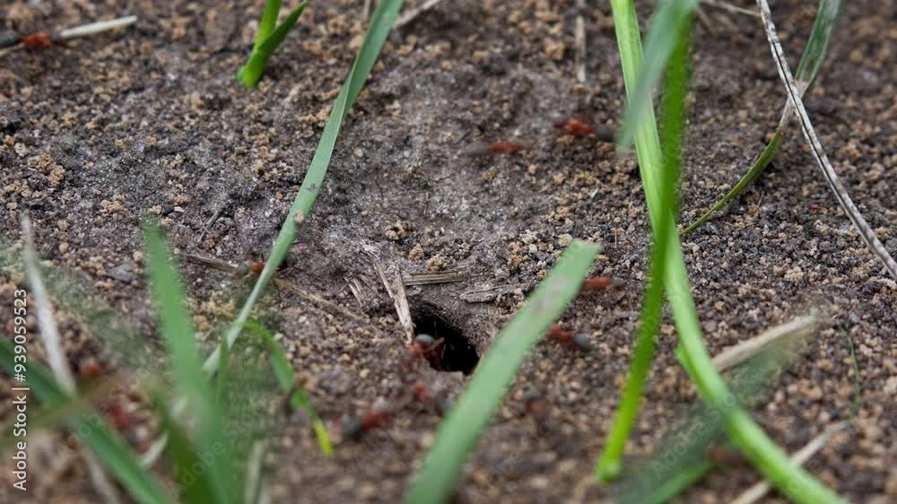 Video 4k. This close-up view showcases ants emerging from their nest on a dirt surface, surrounded by blades of grass, illustrating the industrious nature of ants and their intricate underground habit Video 4k. This close-up view showcases ants emerging from their nest on a dirt surface, surrounded by blades of grass, illustrating the industrious nature of ants and their intricate underground habit
