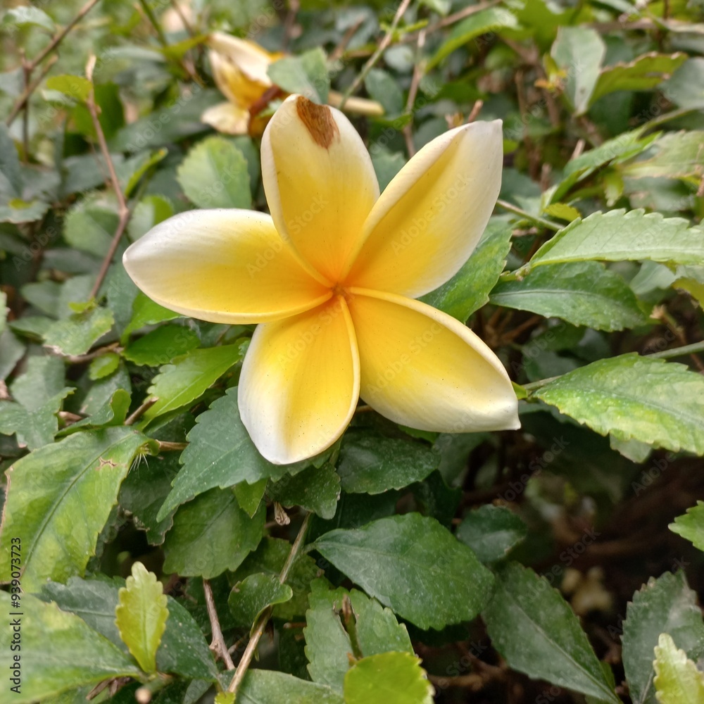 Fototapeta premium Frangipani flower in nature with beautiful yellow and white | Natural photos of plant in nature