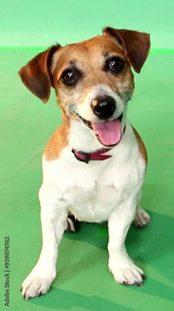 Adorable happy dog portrait looking at camera and smiling. sitting in full growth on a green chroma key background. Curious face expression positive emotions. Vertical video footage Adorable happy dog portrait looking at camera and smiling. sitting in full growth on a green chroma key background. Curious face expression positive emotions. Vertical video footage