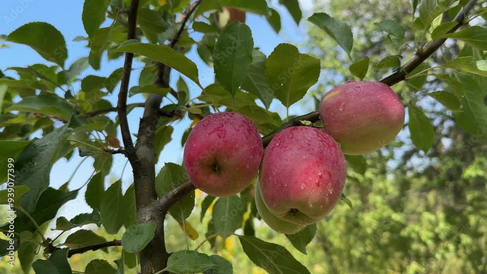 ripe apples on a tree ripe apples on a tree