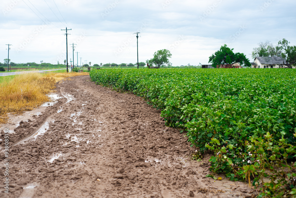 Fototapeta premium Huge cotton farm industry near Farm to Market Rd 1834 in Raymondville, Texas, dirt road with tractor trace, farmhouse, power pylons, yellow, pink cotton blooms during bloom tag, cotton bolls