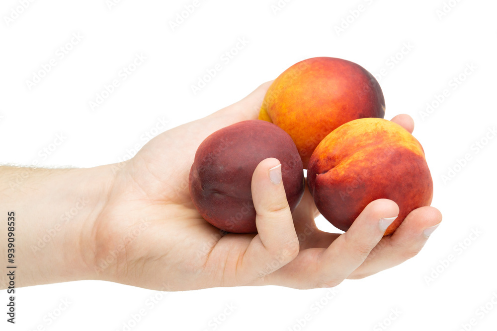 Male hand holding peaches isolated on white background Male hand holding peaches isolated on white background