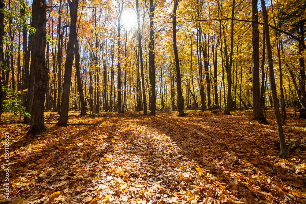 Golden maple forest and fallen leaves in autumn with sunlight. Mont-Saint-Bruno National Park, Saint-Bruno-de-Montarville, Quebec, Canada. Fall foliage color. Golden maple forest and fallen leaves in autumn with sunlight. Mont-Saint-Bruno National Park, Saint-Bruno-de-Montarville, Quebec, Canada. Fall foliage color.