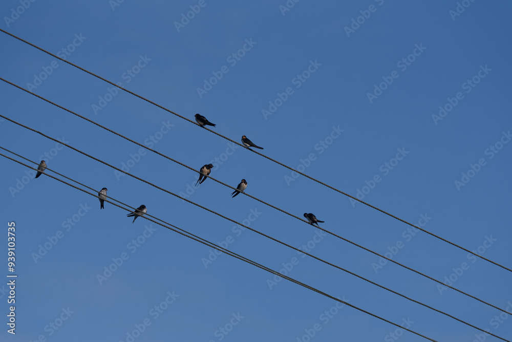 SWALLOWS - Birds sitting on overhead power line wires SWALLOWS - Birds sitting on overhead power line wires