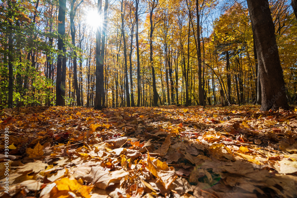 Golden maple forest and fallen leaves in autumn with sunlight. Mont-Saint-Bruno National Park, Saint-Bruno-de-Montarville, Quebec, Canada. Fall foliage color. Golden maple forest and fallen leaves in autumn with sunlight. Mont-Saint-Bruno National Park, Saint-Bruno-de-Montarville, Quebec, Canada. Fall foliage color.