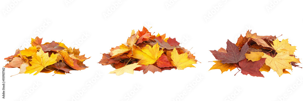 Pile of autumn colored leaves, On transparent background Pile of autumn colored leaves, On transparent background