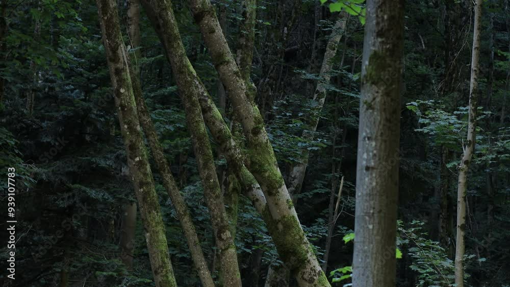 Dark dark forest, branches swaying in the light wind, magical feeling around, mesmerizing. 4K video. Dark dark forest, branches swaying in the light wind, magical feeling around, mesmerizing. 4K video.