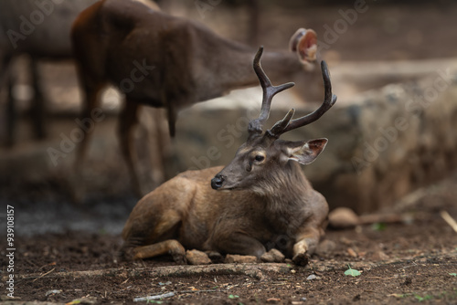 Φωτογραφία deer in the National zoological park