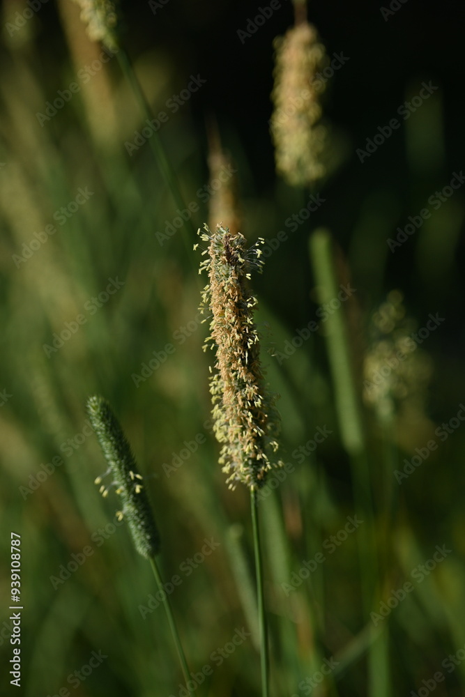 flower spikelets, close up of green grass leaves, close up of cereal flowering macro of grass leaves as background, concept of sustainable development flower spikelets, close up of green grass leaves, close up of cereal flowering macro of grass leaves as background, concept of sustainable development