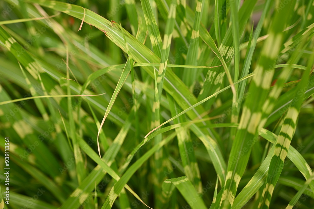 macro grass texture in sunny weather as a background, close-up texture of green grass, macro texture, sustainability concept, macro texture of grass macro grass texture in sunny weather as a background, close-up texture of green grass, macro texture, sustainability concept, macro texture of grass