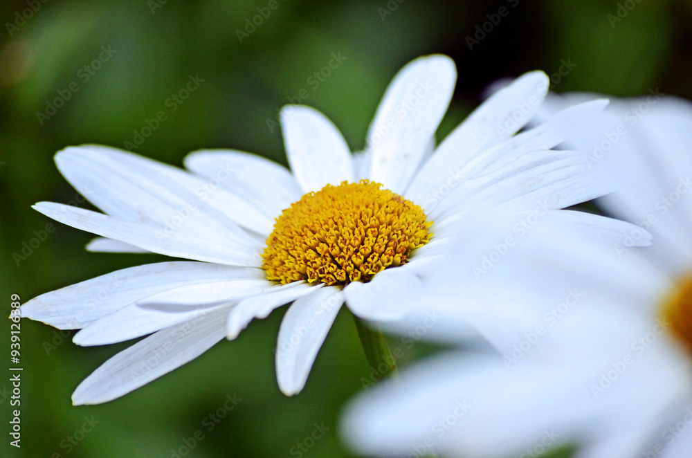 Obraz premium Margerite