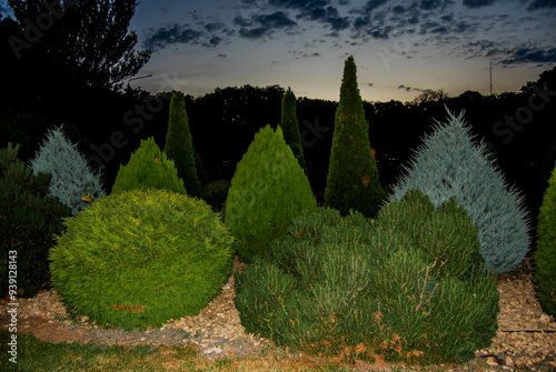 Night park in Odessa.
Bushes of various shapes planted in the Odessa park delight visitors to Gorky Park with their appearance. photo