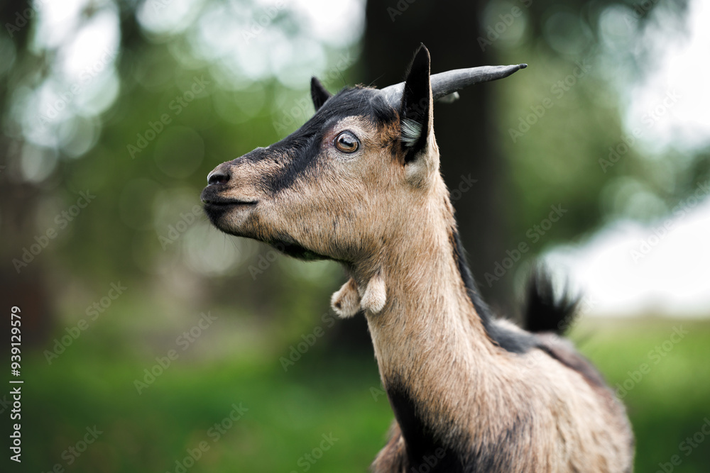 cute goat with horns portrait outdoors in summer cute goat with horns portrait outdoors in summer