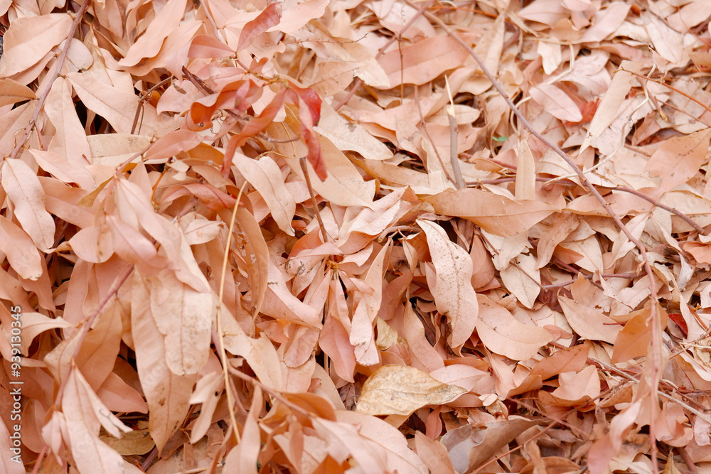 Beautiful dry leaves, dry leaves background. Beautiful dry leaves, dry leaves background.