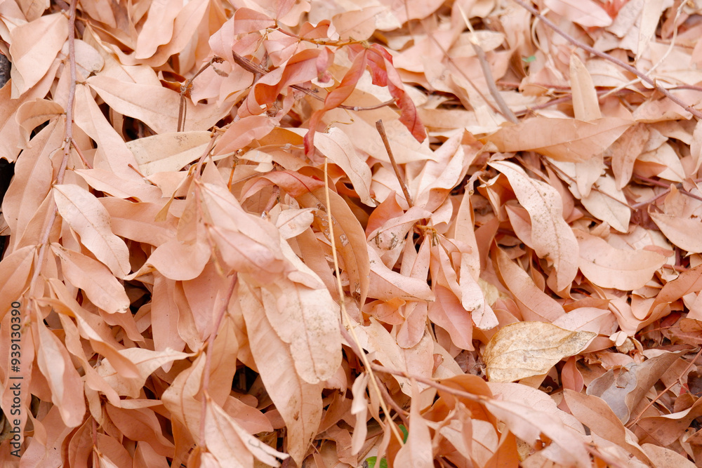 Beautiful dry leaves, dry leaves background. Beautiful dry leaves, dry leaves background.