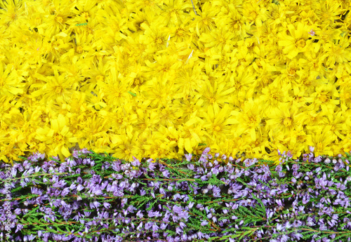 Natural background of yellow and blue flowers