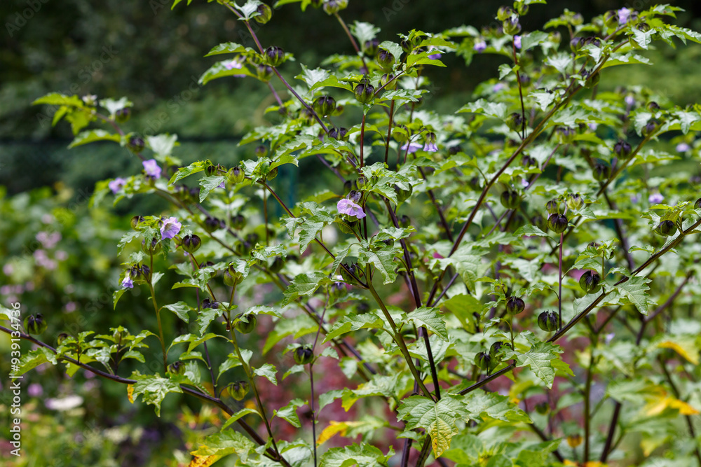 Nicandra ( Latin- Nicandra ) is a genus of herbaceous plants of the Solanaceae family Nicandra ( Latin- Nicandra ) is a genus of herbaceous plants of the Solanaceae family