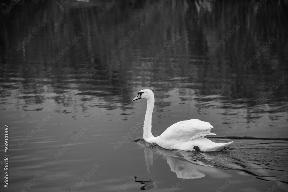 white swan on the lake white swan on the lake