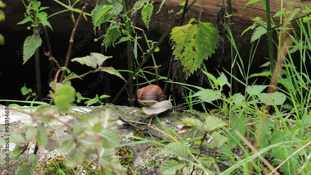 Close-up of escargot snail sitting on a tree and eating a twig .