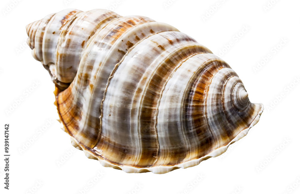 Isolated seashell with detailed ridges and texture Isolated seashell with detailed ridges and texture