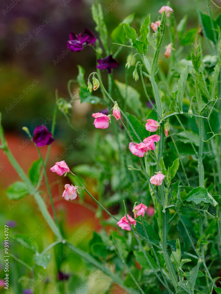 Blossom of lathyrus ((лат. Lathyrus odoratus) in the garden. Lovely sweet pea flowers in the garden Blossom of lathyrus ((лат. Lathyrus odoratus) in the garden. Lovely sweet pea flowers in the garden
