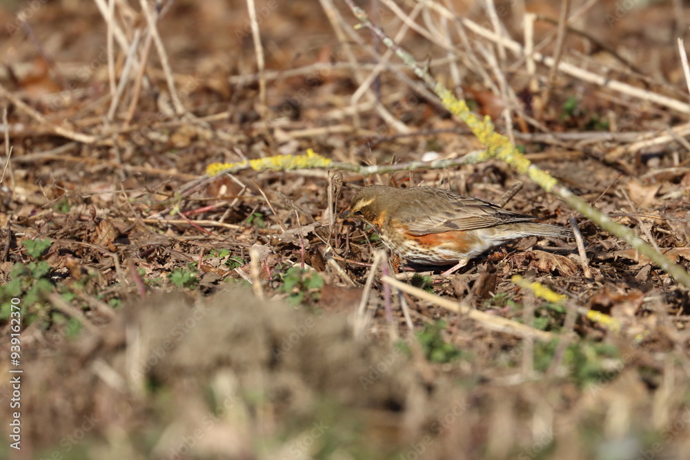 redwing redwing